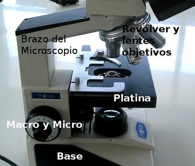 Partes del Microscopio óptico y su función Partes del Microscopio óptico y su función
