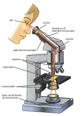 Partes del Microscopio óptico y su función