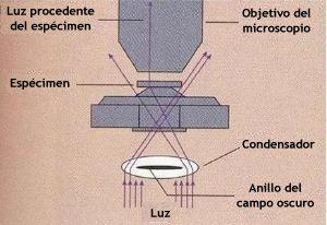 Tipos de Microscopios ópticos Tipos de Microscopios ópticos