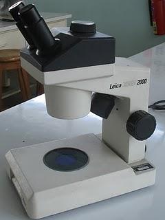Tipos de Microscopios ópticos Tipos de Microscopios ópticos