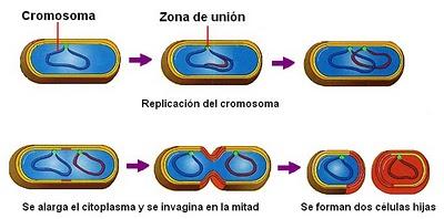 La Célula Procariota La Célula Procariota