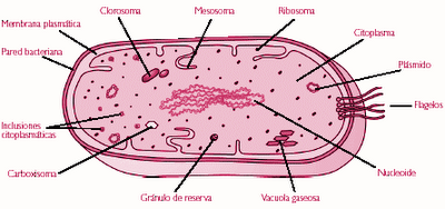 La Célula Procariota La Célula Procariota