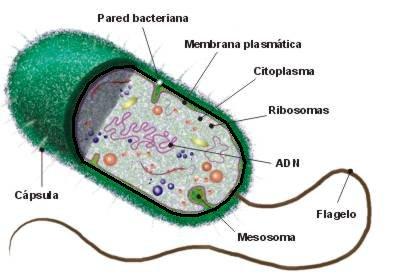 La Célula Procariota La Célula Procariota