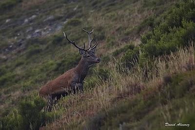 Sigue la berrea Sigue la berrea