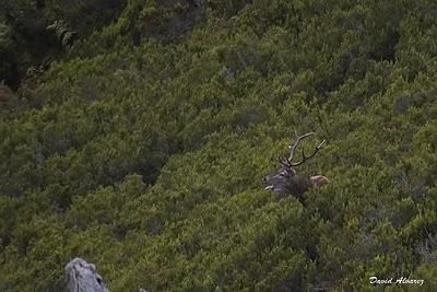 Sigue la berrea Sigue la berrea