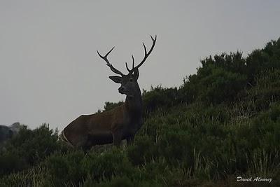 Sigue la berrea Sigue la berrea