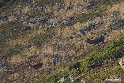 Sigue la berrea Sigue la berrea