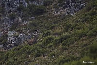 Sigue la berrea Sigue la berrea