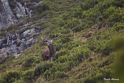 Sigue la berrea Sigue la berrea