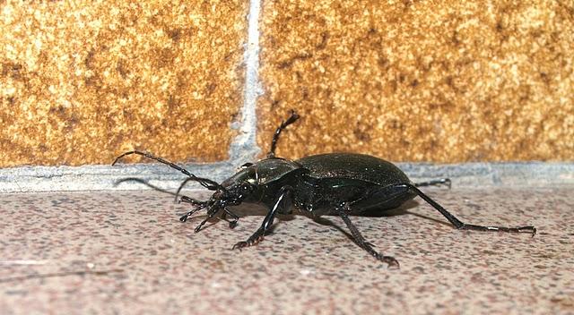 Carabus Carabus