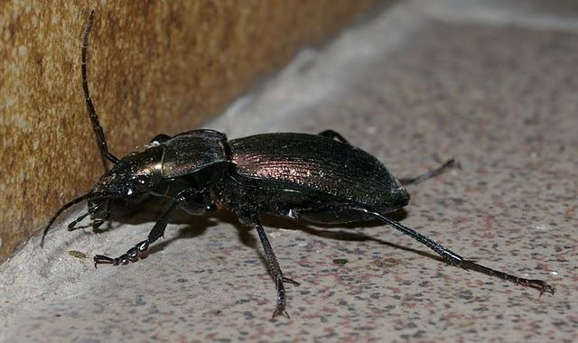 Carabus Carabus