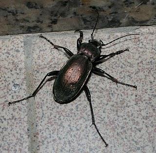 Carabus Carabus