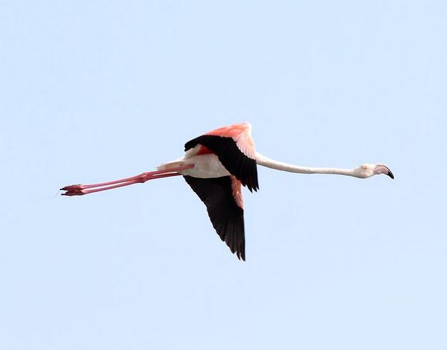 VIAJE AL SUR-FLAMENCOS EN CÁDIZ 1º CAPITULO-(TRAVEL SOUTH GREATER FLAMINGO CÁDIZ CHAPTER 1º VIAJE AL SUR-FLAMENCOS EN CÁDIZ 1º CAPITULO-(TRAVEL SOUTH GREATER FLAMINGO CÁDIZ CHAPTER 1º