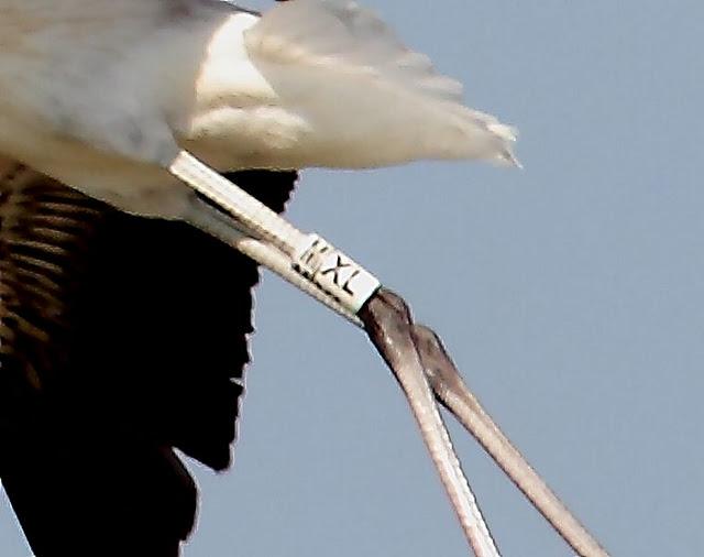 VIAJE AL SUR-FLAMENCOS EN CÁDIZ 1º CAPITULO-(TRAVEL SOUTH GREATER FLAMINGO CÁDIZ CHAPTER 1º VIAJE AL SUR-FLAMENCOS EN CÁDIZ 1º CAPITULO-(TRAVEL SOUTH GREATER FLAMINGO CÁDIZ CHAPTER 1º
