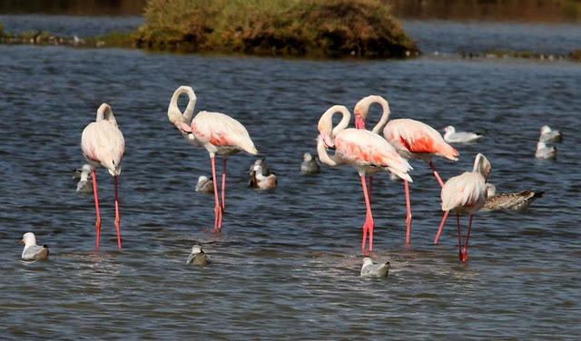 VIAJE AL SUR-FLAMENCOS EN CÁDIZ 1º CAPITULO-(TRAVEL SOUTH GREATER FLAMINGO CÁDIZ CHAPTER 1º VIAJE AL SUR-FLAMENCOS EN CÁDIZ 1º CAPITULO-(TRAVEL SOUTH GREATER FLAMINGO CÁDIZ CHAPTER 1º