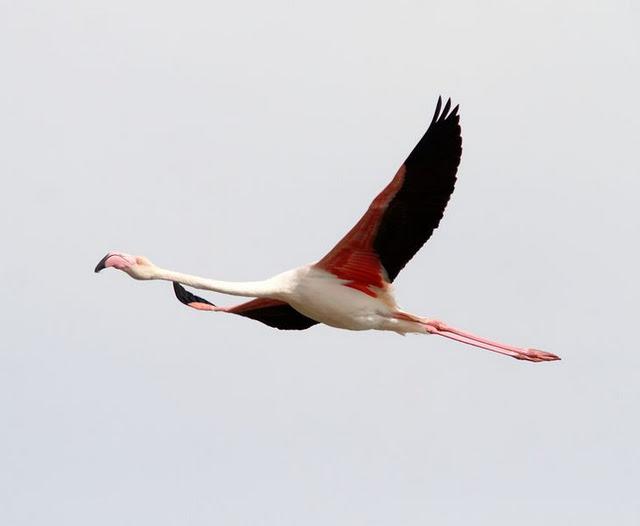 VIAJE AL SUR-FLAMENCOS EN CÁDIZ 1º CAPITULO-(TRAVEL SOUTH GREATER FLAMINGO CÁDIZ CHAPTER 1º VIAJE AL SUR-FLAMENCOS EN CÁDIZ 1º CAPITULO-(TRAVEL SOUTH GREATER FLAMINGO CÁDIZ CHAPTER 1º