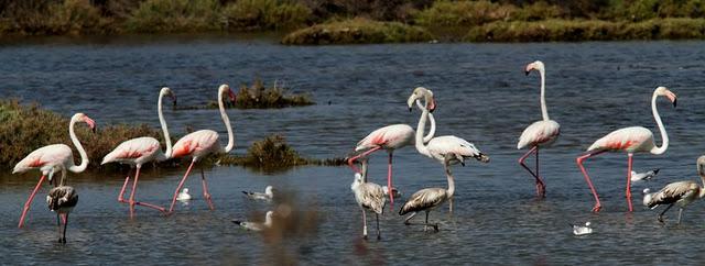 VIAJE AL SUR-FLAMENCOS EN CÁDIZ 1º CAPITULO-(TRAVEL SOUTH GREATER FLAMINGO CÁDIZ CHAPTER 1º VIAJE AL SUR-FLAMENCOS EN CÁDIZ 1º CAPITULO-(TRAVEL SOUTH GREATER FLAMINGO CÁDIZ CHAPTER 1º