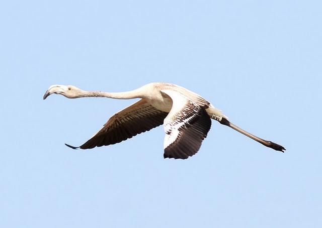 VIAJE AL SUR-FLAMENCOS EN CÁDIZ 1º CAPITULO-(TRAVEL SOUTH GREATER FLAMINGO CÁDIZ CHAPTER 1º VIAJE AL SUR-FLAMENCOS EN CÁDIZ 1º CAPITULO-(TRAVEL SOUTH GREATER FLAMINGO CÁDIZ CHAPTER 1º