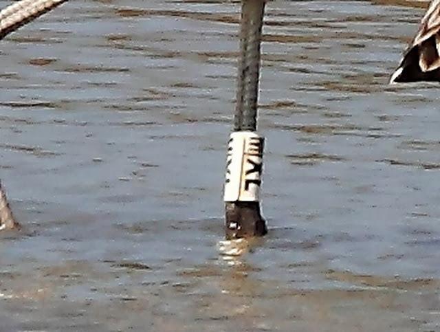 VIAJE AL SUR-FLAMENCOS EN CÁDIZ 1º CAPITULO-(TRAVEL SOUTH GREATER FLAMINGO CÁDIZ CHAPTER 1º VIAJE AL SUR-FLAMENCOS EN CÁDIZ 1º CAPITULO-(TRAVEL SOUTH GREATER FLAMINGO CÁDIZ CHAPTER 1º