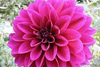 Secretos del Botánico (I) Secretos del Botánico (I)