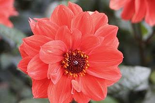 Secretos del Botánico (I) Secretos del Botánico (I)