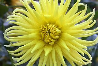 Secretos del Botánico (I) Secretos del Botánico (I)