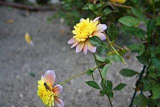 Secretos del Botánico (I) Secretos del Botánico (I)