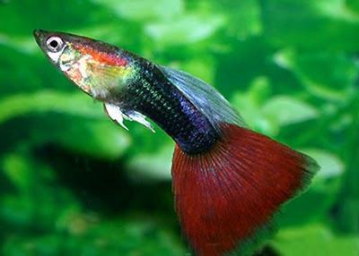 Guppy TuxedoGuppy tuxedo rabo de candelaGuppy Tuxedo...