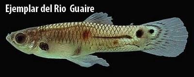 Historia del Guppy Poecilia reticulata