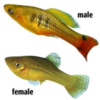 Pez Platy Xiphophorus variatus Pez Platy Xiphophorus variatus