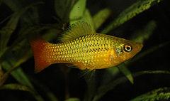 Pez Platy Xiphophorus variatus Pez Platy Xiphophorus variatus