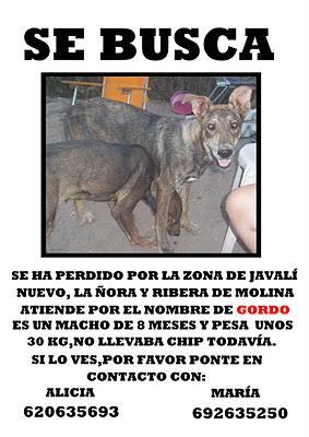 GORDO,PERRO PERDIDO EN MURCIA, ES MUY URGENTE!!