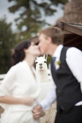 Una boda real... ¡una boda muy animal!