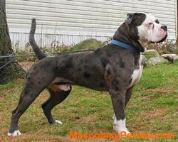 fotos Alapha blue blood bulldog