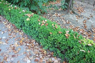 Secretos del Botánico (II) Secretos del Botánico (II)