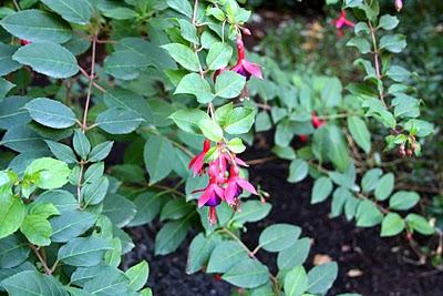 Secretos del Botánico (II) Secretos del Botánico (II)