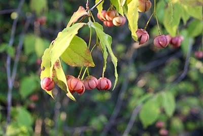 Secretos del Botánico (II) Secretos del Botánico (II)
