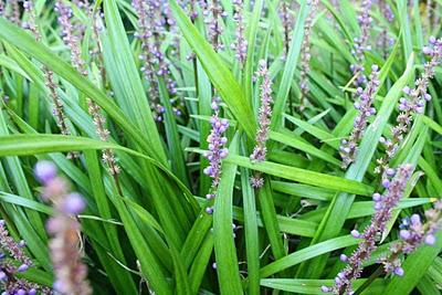 Secretos del Botánico (II) Secretos del Botánico (II)