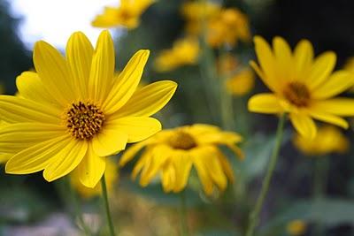 Secretos del Botánico (II) Secretos del Botánico (II)