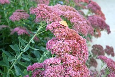 Secretos del Botánico (II) Secretos del Botánico (II)