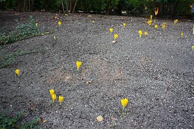 Secretos del Botánico (II) Secretos del Botánico (II)