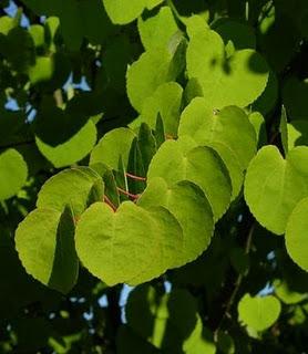 Secretos del Botánico (II) Secretos del Botánico (II)