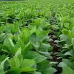 soja planta medicinal soja planta medicinal