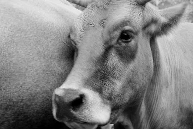 Sube llindiando Sube llindiando