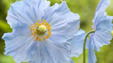 ¿No te he dicho que si crees, verás la gloria de Dios? ¿No te he dicho que si crees, verás la gloria de Dios?