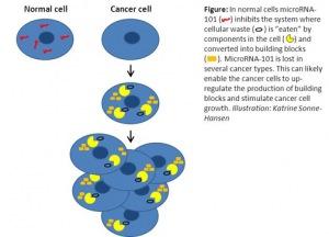 Pequeñas moléculas para combatir células cancerosas