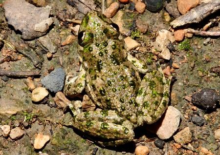 Sapillo moteado común (Pelodytes punctatus) en Aragón - Common Parsley