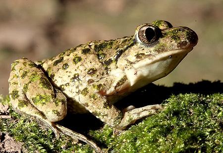 Sapillo moteado común (Pelodytes punctatus) en Aragón - Common Parsley