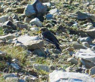 Escribano nival Escribano nival