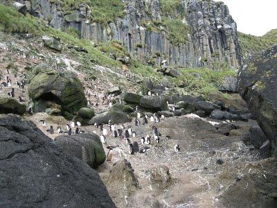 Islas Antípodas: Naturaleza en estado puro Islas Antípodas: Naturaleza en estado puro